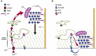 Extrasynaptic Communication